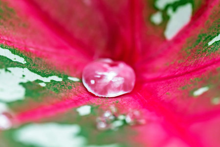 Close up water drop on caladium bicolor leaf background.の写真素材