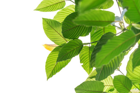 Green leaves isolated on white background with clipping path. Ficus religiosa
