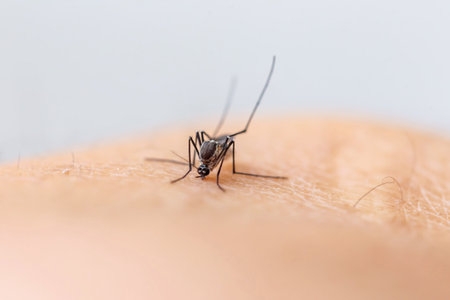 mosquito on human skin, closeup of photo. macro