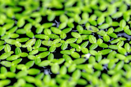 green duckweed floating on water surface, shallow depth of field.の写真素材