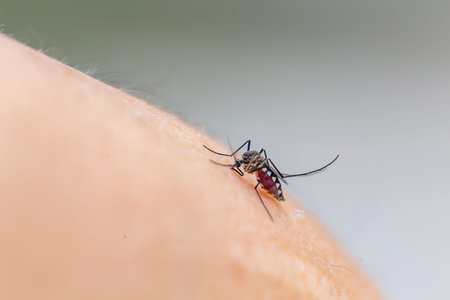 mosquito sucking blood on human skin, closeup of photo