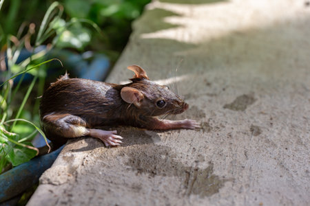 Cute brown mouse on the floor in the garden, Thailand.の写真素材