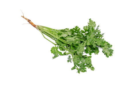 Coriander leaves isolated on white background. Clipping path included.