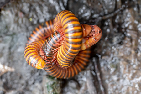 close up of a millipede on a rock in the rainforestの写真素材