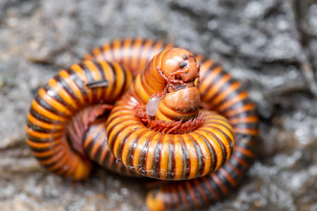 Close up of a millipede (millipede) on a rock