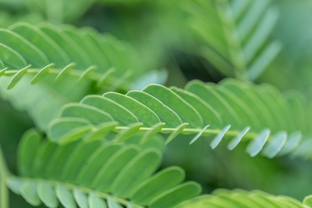 Close up of green tamarind leaves with selective focus and shallow depth of field