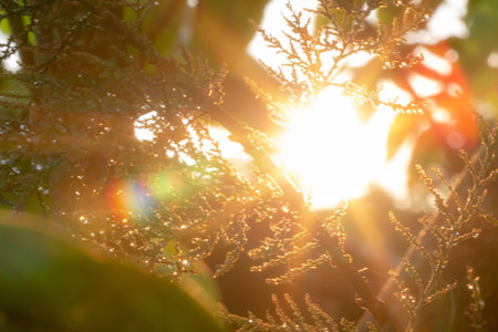 Sunset in the forest with sun light rays and golden bokeh
