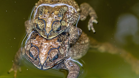 Close up of a frog in a pond with water in the backgroundの写真素材