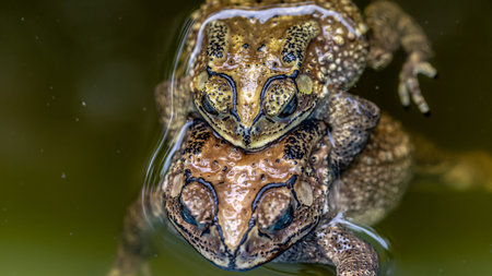 Close up of a common toad (Bufo bufo) in waterの写真素材