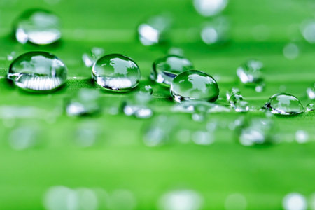 Water drops on green leaf macro close up. Beautiful nature background.