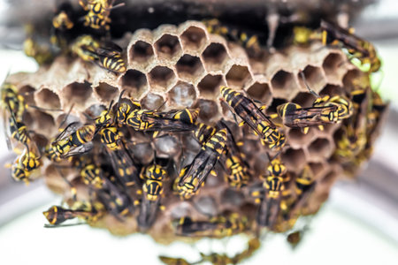 Wasps polist. The nest of a family of wasps which is taken a close-up.