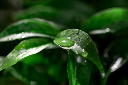 Water drops on a green leaf. Shallow depth of field.