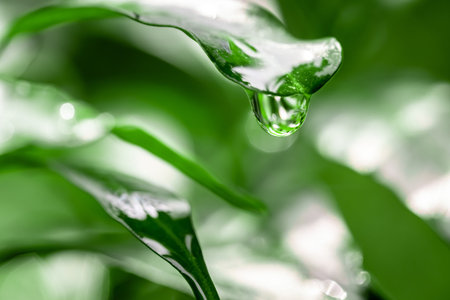 Water drop on green leaf. Nature background. Close-up.