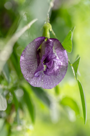 Butterfly pea flower (Anchan flowers) with water drops