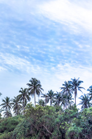 Coconut palm trees and blue sky with white clouds background.