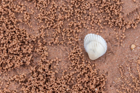 Sea shell on the sand. Selective focus. Shallow depth of field