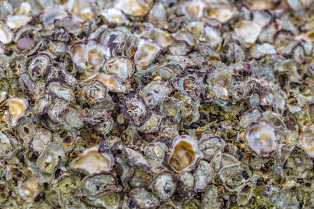 Close up of fresh oysters on the beach, selective focus.
