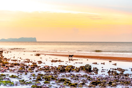 Dog on the beach at sunset. Koh Lanta, Thailand.の写真素材