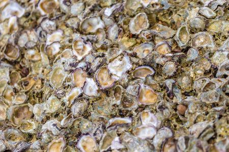 Close-up of fresh oysters in a shell on a seafood market