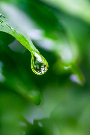 Water drop on green leaf in the morning. Shallow depth of field