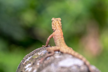 Image of a lizard on nature background. Reptile (Lizard)