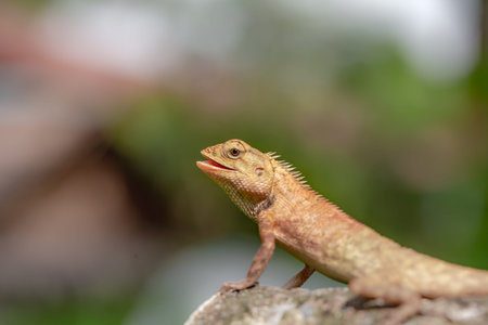 Lizard on the rock in the forest at Chiangmai Thailand