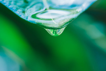 Drop of water on a green leaf, close up. Natural background