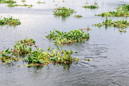 Water hyacinth floating on the river in the summer season.