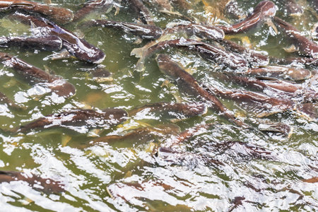 Feeding fish in a pond. Close up of a group of fishes.