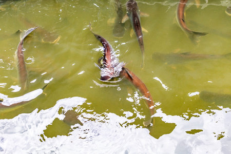 Koi fish in a pond in the park. Fish farming.