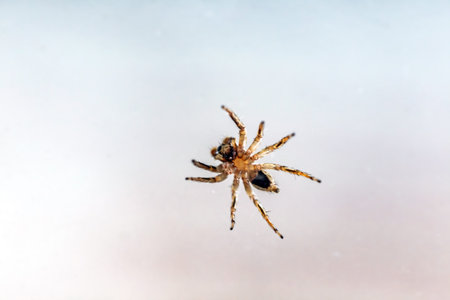 Spider on a white background. Macro photography of a spider on a white background.