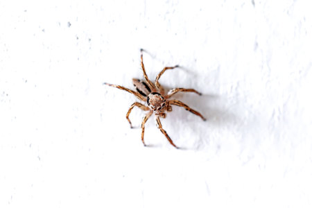 jumping spider on the white wall, close-up of photo