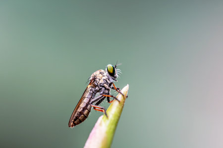 robber fly on green leaf in the wild nature or in the garden