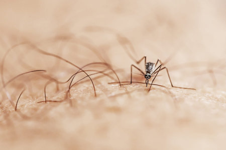 mosquito on human skin, macro shot, shallow DOF