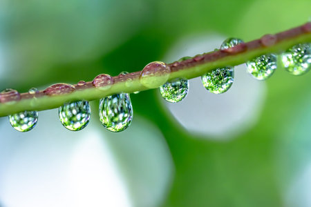 Water drops on the grass blade in the morning. Natural background.