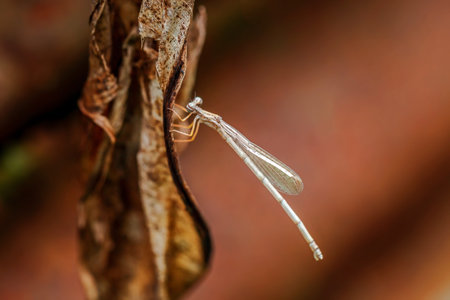 Damselfly on a leaf in the rainforest of Costa Ricaの写真素材