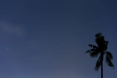 Silhouette of coconut tree at night with starry sky.