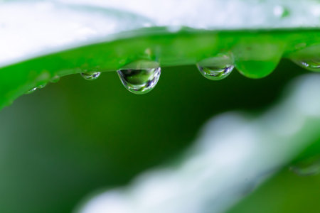 Water droplets on a leaf after rain. Shallow depth of field.