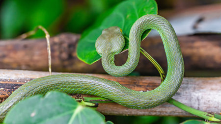 Green pit viper snake (Ptyas ludovicianus)
