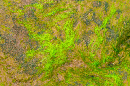 Green algae on the rock, close up of green algae background.