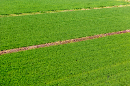 Aerial view of green agricultural field with rows of young wheat plants