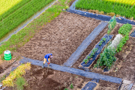 Aerial view of farmer working in the vegetable garden at countryside.の写真素材