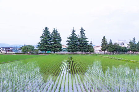 Rice field in Japan, Nagano Prefecture, Japan.