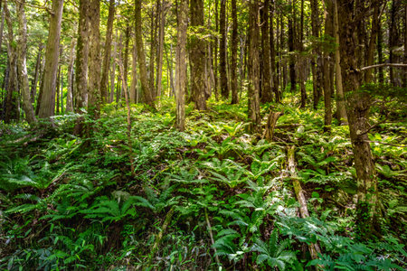 Beautiful lush green forest with ferns and tree trunks