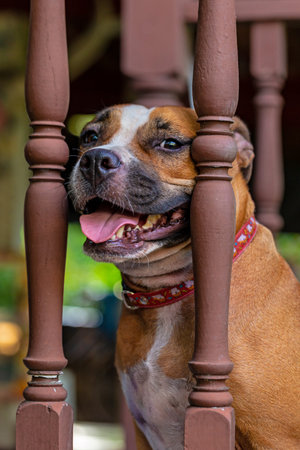 American Staffordshire Terrier dog sitting on a wooden balustrade