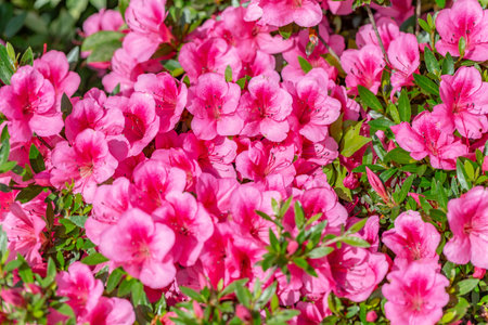 Azalea flowers blooming in the garden. Azalea flower background.の写真素材