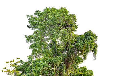 Tree isolated on white background. Clipping path for easy editing.