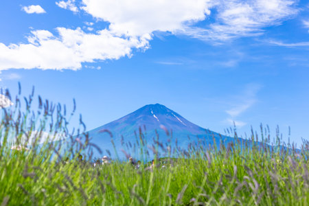 Mt Fuji and grassland at Kawaguchiko lake in Japanの写真素材