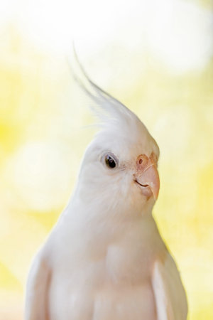 White Cockatoo close up on blurred yellow background. Shallow depth of field