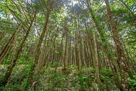 Pine forest in Doi Inthanon National Park, Thailand